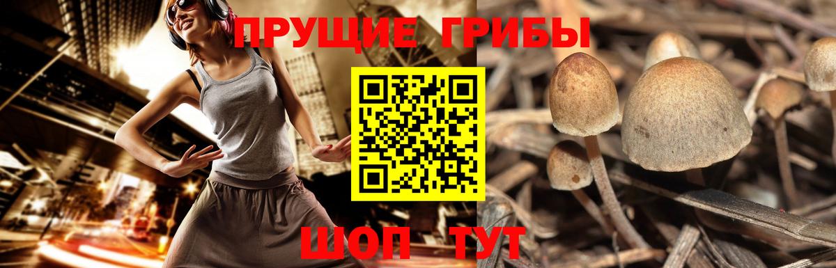 Псилоцибиновые грибы MAGIC MUSHROOMS  Вход с VPN  Крымск 